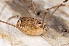 Sclerosomatidae