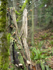 Anacortes Community Forest Trails
