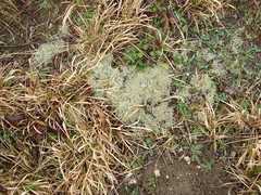 Lichen, Moss & Liverwort