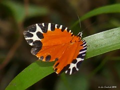 Peru - San Martin - moths & caterpillars