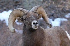 Waterton Canyon Bighorn Sheep 11/14/19