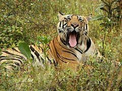 2019 INDIA TIGER SAFARI. Part 5 Bandhavgarh National Park