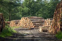 Brittany Logging