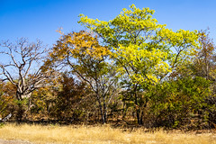 2019 Zimbabwe, Hwange National Park