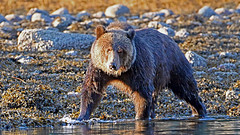 19-19 Wildcard - Bears