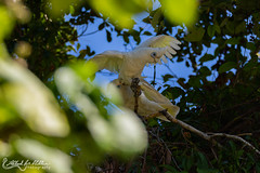 Cacatuidae (Cockatoos)