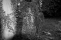 In Monochrome The Trees and Shrubs In Hull General Cemetery