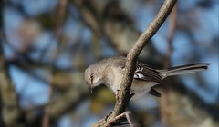 Moqueur Polyglotte / Northern Mockingbird