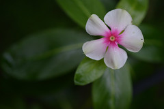 Apocynaceae - Periwinkle Family