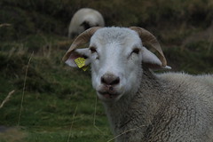 moutons et chèvres