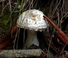 Fungi Fascination