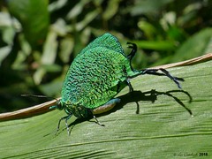 Peru 2018 - San Martin - butterflies