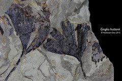 Gingko huttoni (GIngkoaceae) - Fossil
