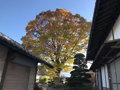 Autumn Kanbayashi, Kurashina san, Matsumoto, To Hotaka @Nagano,Nov2019