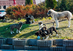 STRAY DOGS ROMANIA 