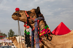 India, Pushkar Camel Fair