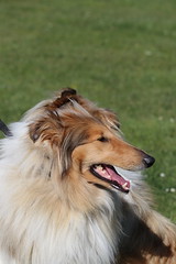 Rough Coated Collie