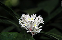 Chassalia sp. (Rubiaceae)