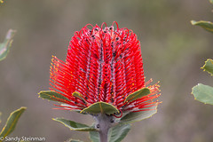 Flowers of Southwestern Australia - Part 2