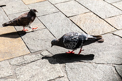 pigeon, dove