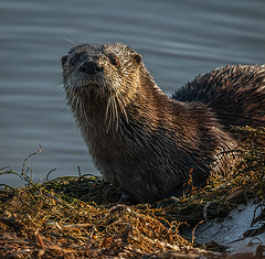River Otter in Estuary Pool