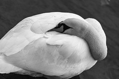 Swans in B&W