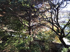 Autumn Garden-3, Asukano @Nara,Nov2019