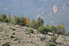 Gila National Forest, NM