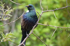 Oiseaux Nouvelle-Zélande