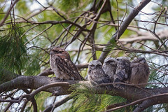 The Tawny Frogmouth Story