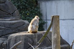 Chiba Zoological Park Dec 2019 α7RIV