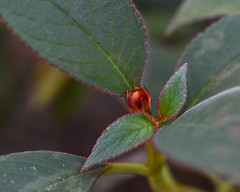 Gesneriaceae - Pyrenean-violet family