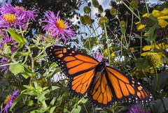 Monarch Butterflies, and their beginnings.