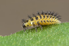 Henosepilachna argus larva
