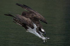 osprey (魚鷹)