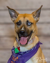 12/14/19 Wags & Whiskers Adoption Event