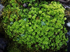 Mosses, Liverworts, Algae, & Slimemolds