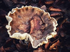 Mushrooms/Pilze