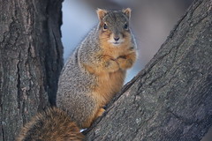 UM Squirrel 2019 P365
