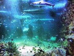 Sydney Sea Life Aquarium 