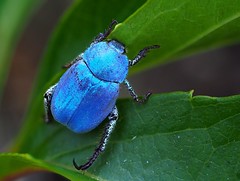 Hoplie bleue (Hoplia coerulea), Florac, Lozère, France