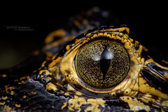 Crocodylia - Crocodilian