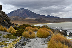 CHILE - ATACAMA DESERT - COLCHANE / PUTRE
