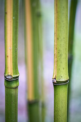 Bamboo at The Glades Woodland Garden, South Surrey, BC