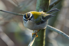Goldcrests and Firecrests