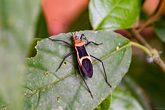 Brazil 2019 - Hemiptera (True Bugs)
