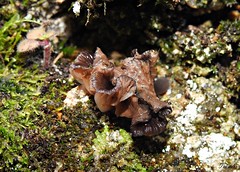 Fungos da Serra de Sintra