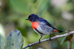 Mistletoebird/Flowerpeckers