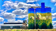 Australian Grain Silos & Art Trail