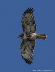 Hawks & Other Birds & Critters On The Mendocino Coast - December 2019